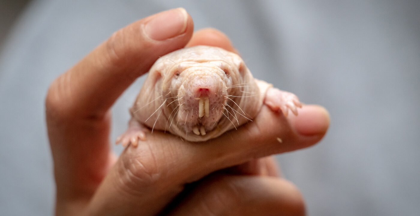 Naked mole-rat queens rule their colonies with a potent odor