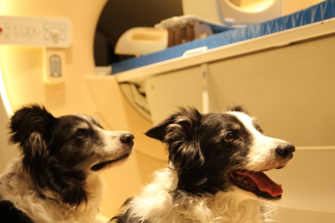 080726_mr_dogemotions_inline1 A photo of two border collie dogs sitting next to a MRI machine