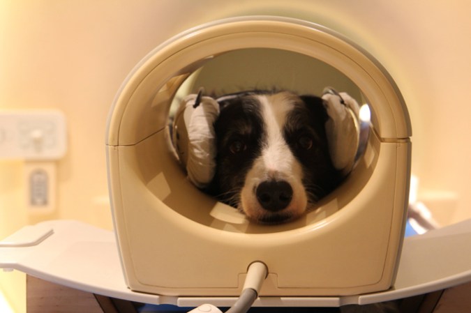 080726_mr_dogemotions_inline2 A photo of a border collie dog with earmuffs on preparing to receive a brain scan