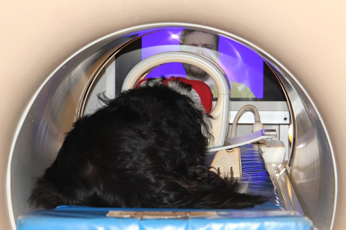 080726_mr_dogemotions_inline3 A photo of a border collie dog is laying down in an MRI machine and watching a screen with a human's face on it