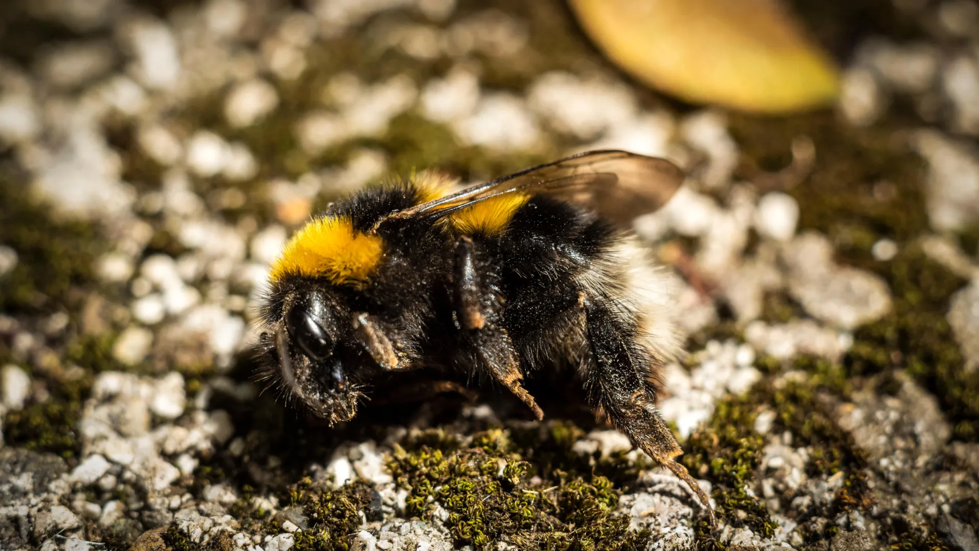 dead-bumblebee-on-rocky-ground-1 Why Bumblebees Are Dying This Summer