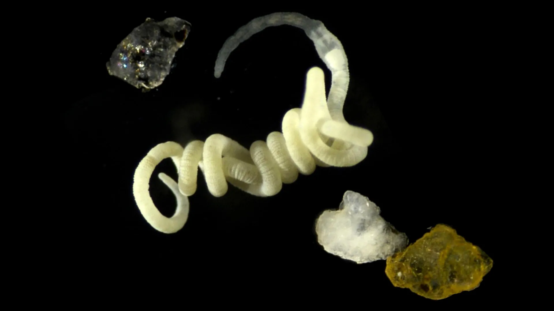 gutless-marine-worm-olavius-algarvensis-1 Animals Eat Nature’s Original Plastic