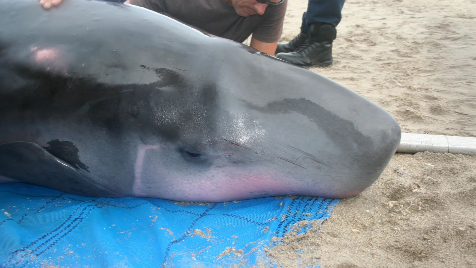 stranded-pygmy-sperm-whale-1 Mystery Bacteria Found in Elusive Whales