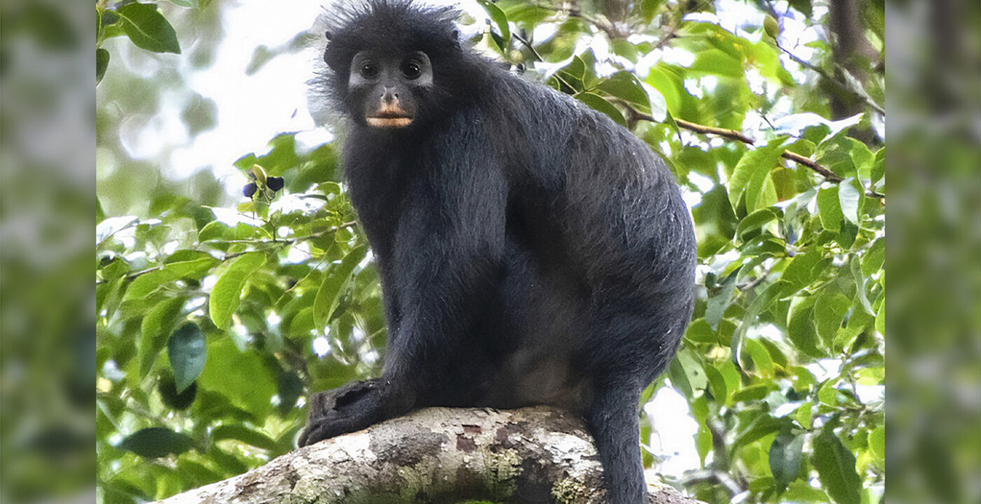 A new monkey species has been found deep in Congo’s forests
