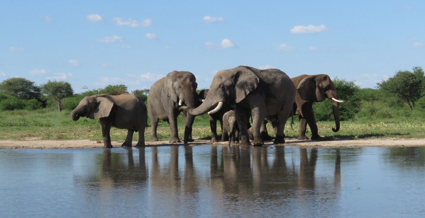 Elephants can relearn how to live wild after years in captivity